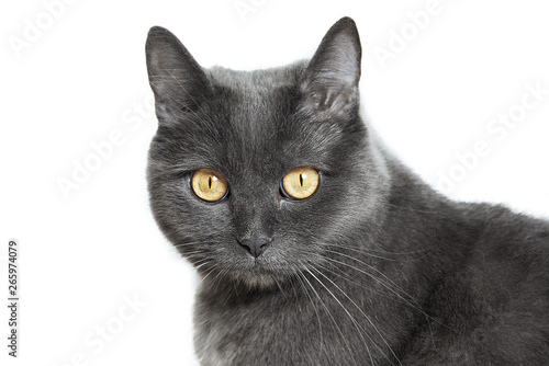 Gray cat with yellow eyes close-up isolated on a white background