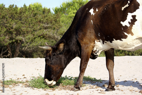 Vache sur la plage en corse du sud © Artebus