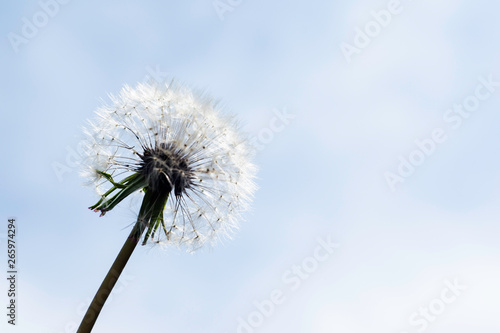 white fluffy dandelion on a background of bright blue sky  copy space