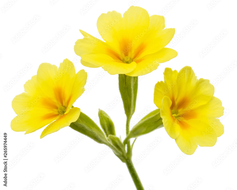 Yellow flower of primrose, isolated on white background Yellow flower of primrose, isolated on white background