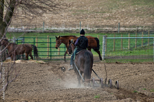 Amish Boy Tills Garden with Horse