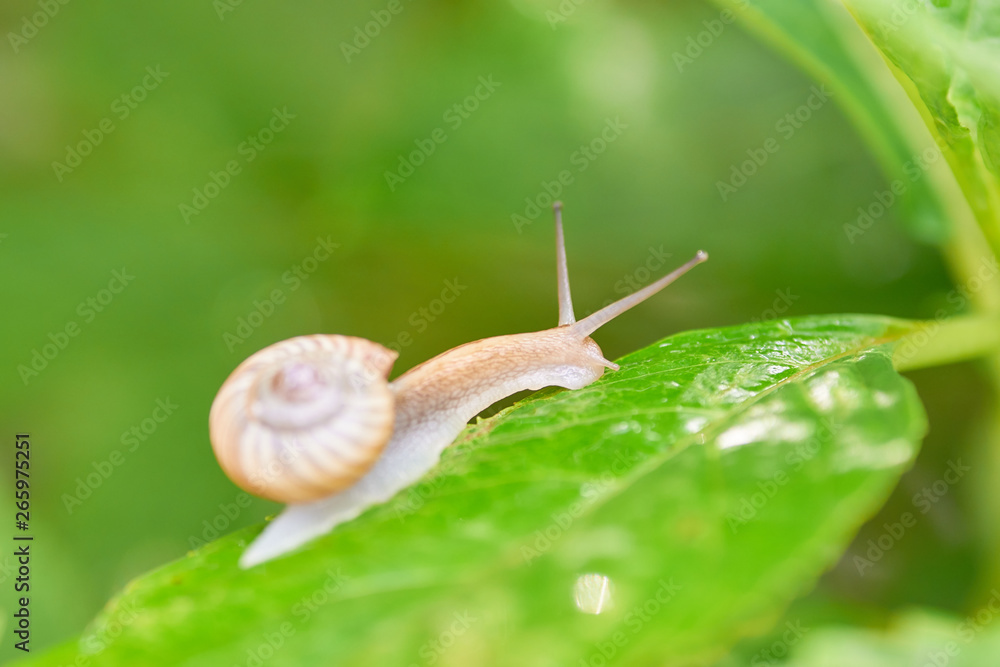 カタツムリ マイマイ 這う Stock Photo Adobe Stock カタツムリ マイマイ 這う Stock Photo Adobe Stock