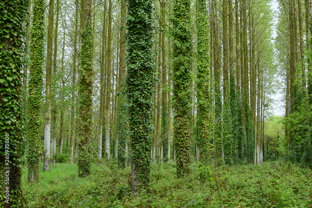 Obraz premium wiertło proste