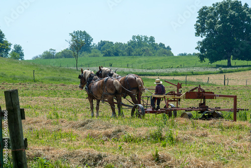 Horses Resting in Hay Field