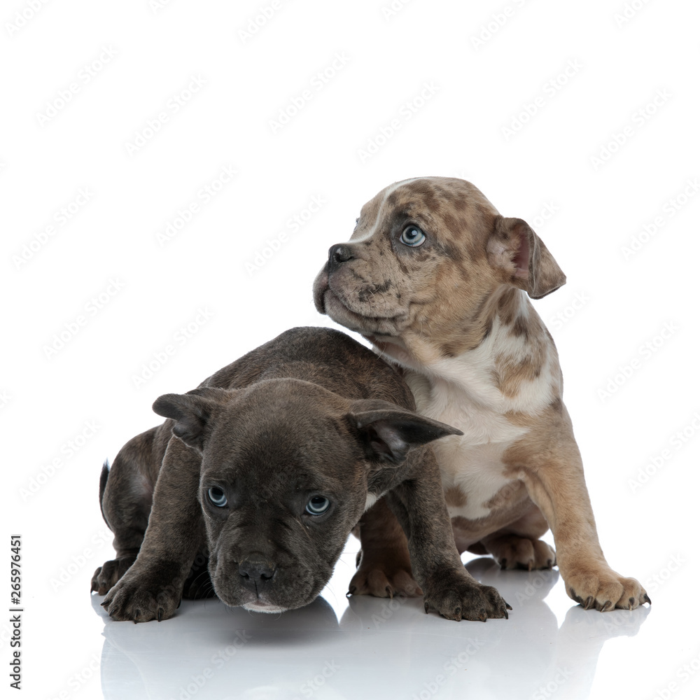 Two frightened American Bully puppies looking around Two frightened American Bully puppies looking around