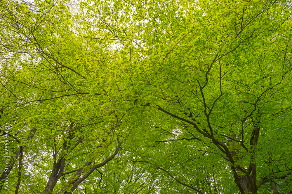 Foliage of deciduous trees in a forest in sunlight in spring Foliage of deciduous trees in a forest in sunlight in spring