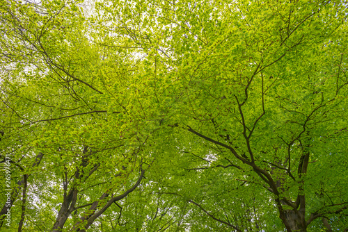 Foliage of deciduous trees in a forest in sunlight in spring