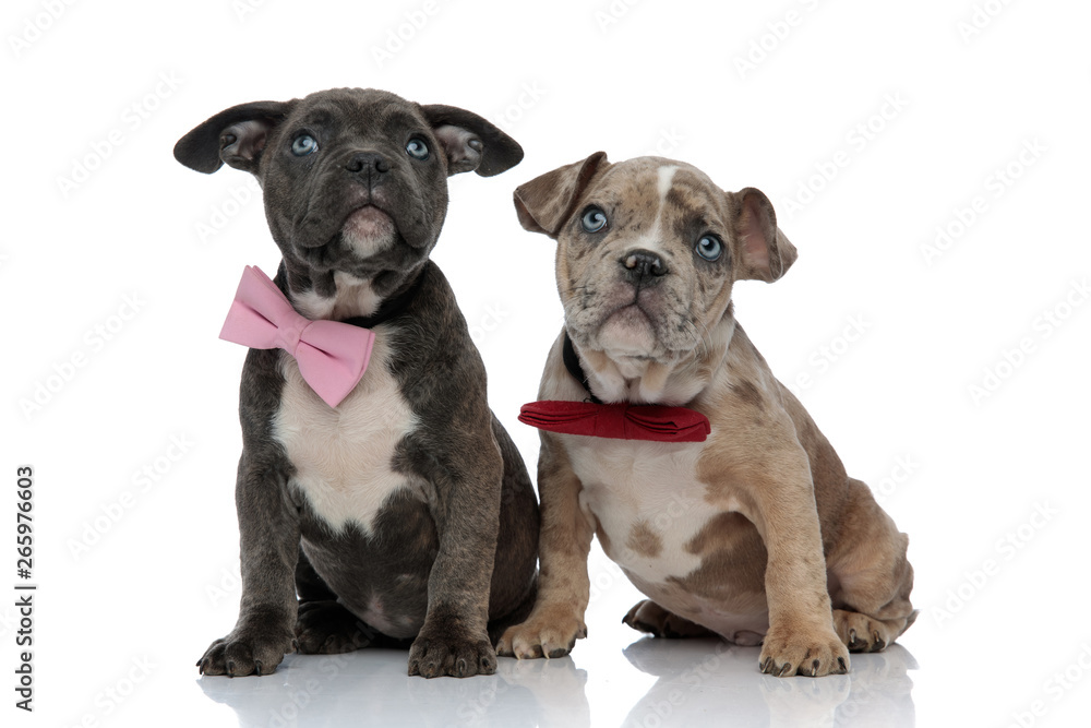 Front view of two begging American Bully puppies curiously looking