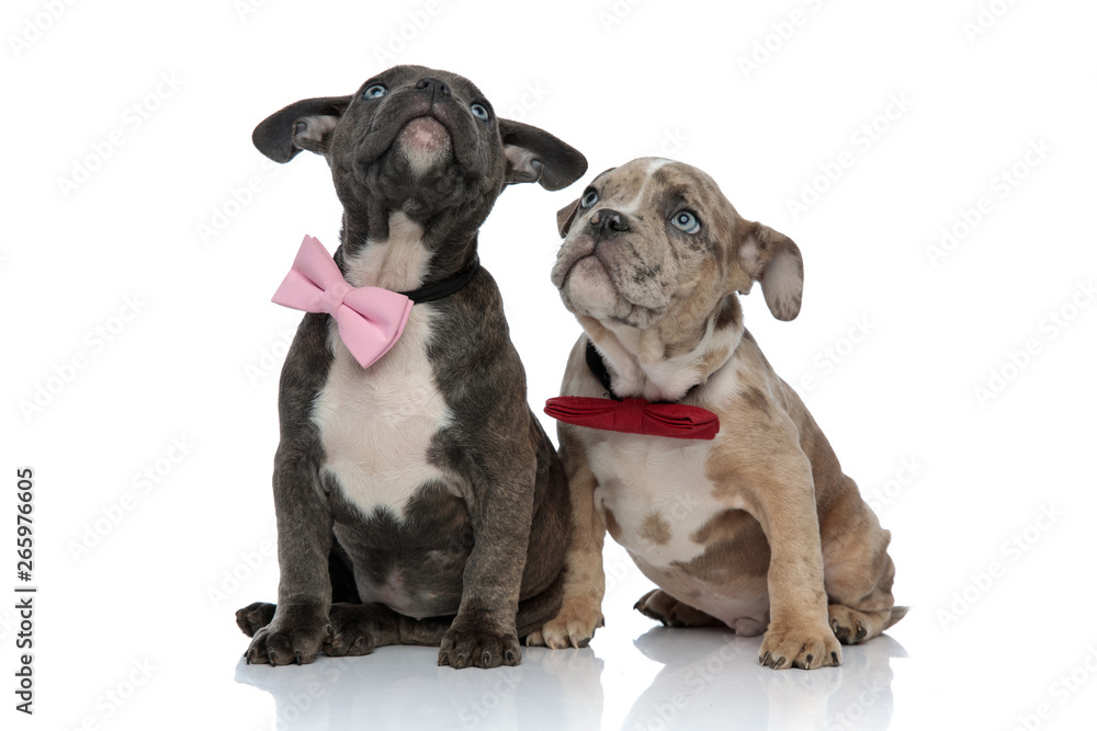 American Bully puppies curiously staring up and wearing bow ties