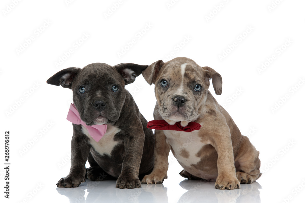 Obraz premium Amstaff puppies felling guilty and looking upwards