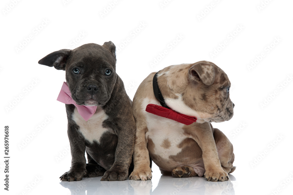 American Bully puppies feeling guilty and looking around