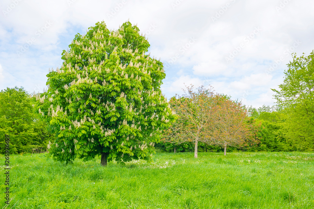 Chestnut blossoming in a green field below a blue cloudy sky in spring