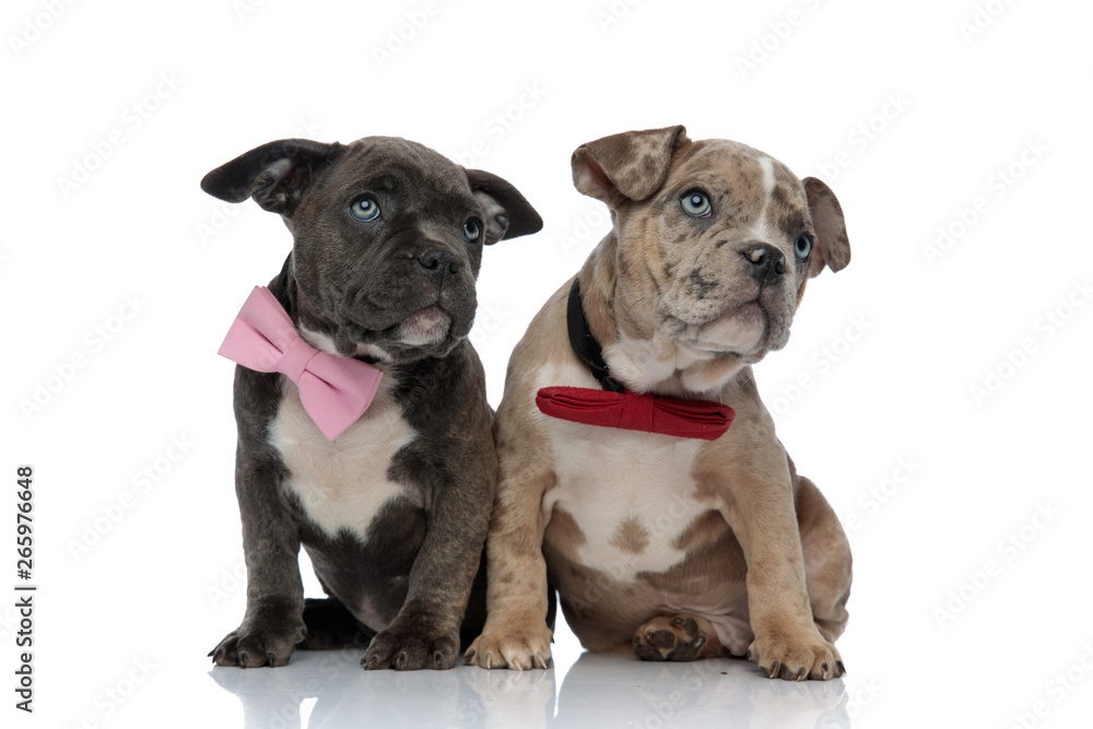 Guilty looking Amstaff puppies staring upwards and wearing bow ties