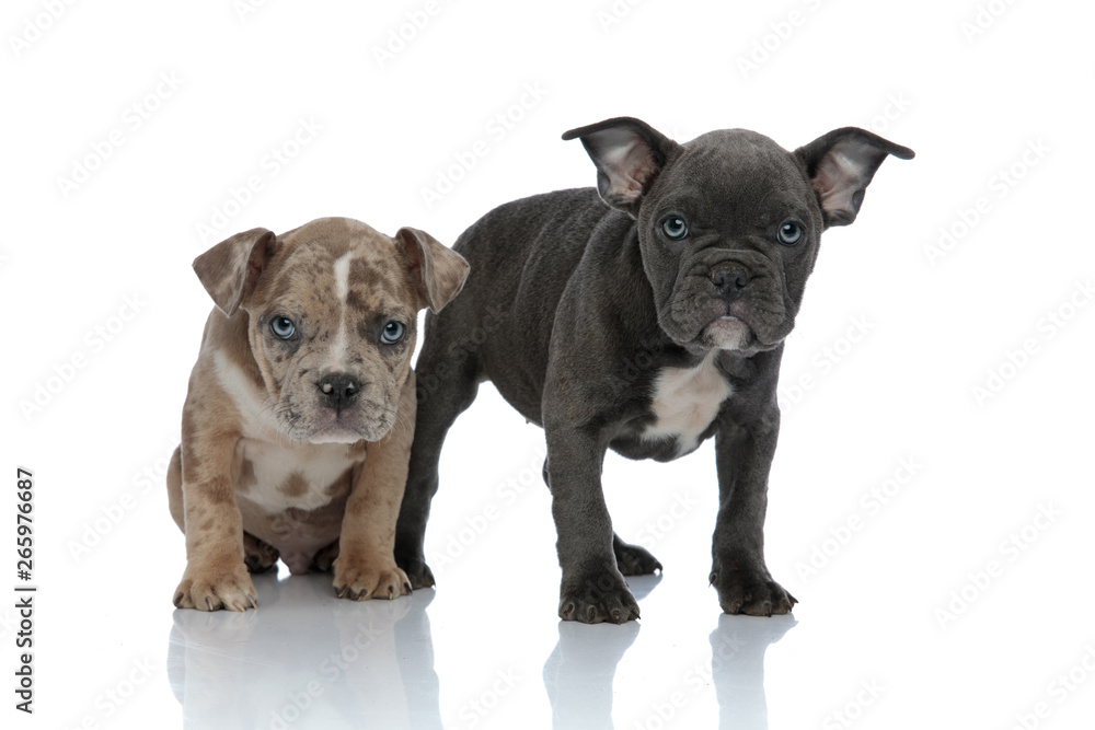 Fototapeta premium Serious looking Amstaff puppy protecting its frightened sibling,