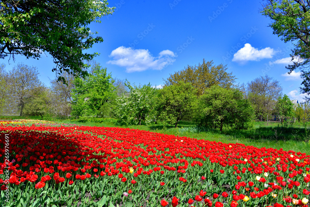 Beautiful spring landscape of trees and field flowers tulips against the blue sky