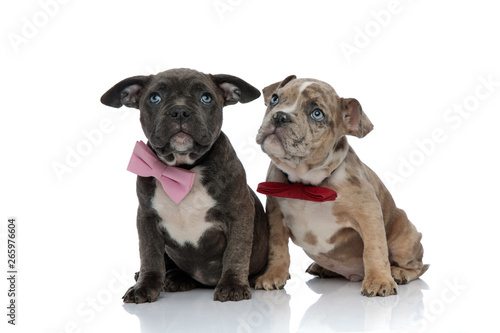 Frightened Amstaff puppies looking up while wearin bow ties