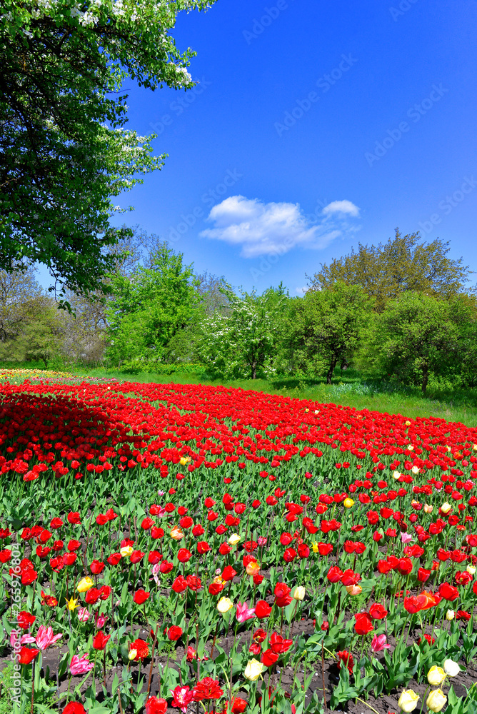 Beautiful spring landscape of trees and field flowers tulips against the blue sky
