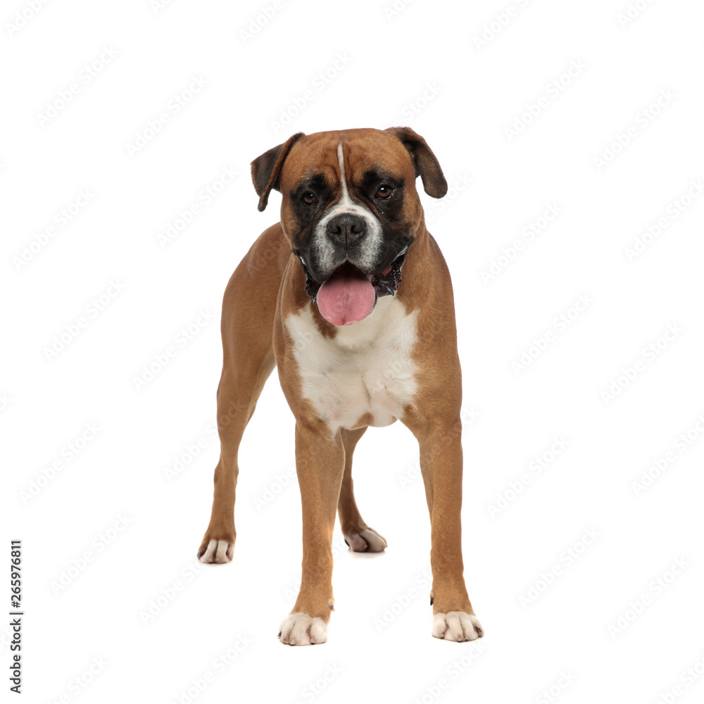 adorable boxer standing, sticks its tongue out