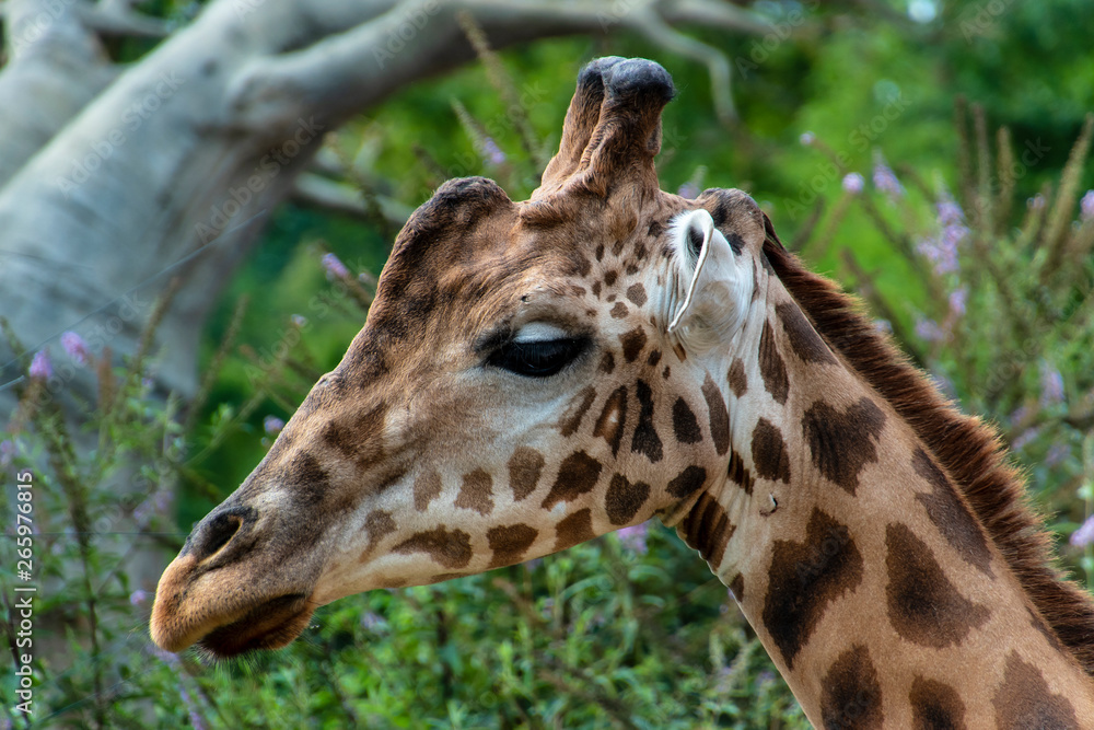 Giraffa Giraffa
