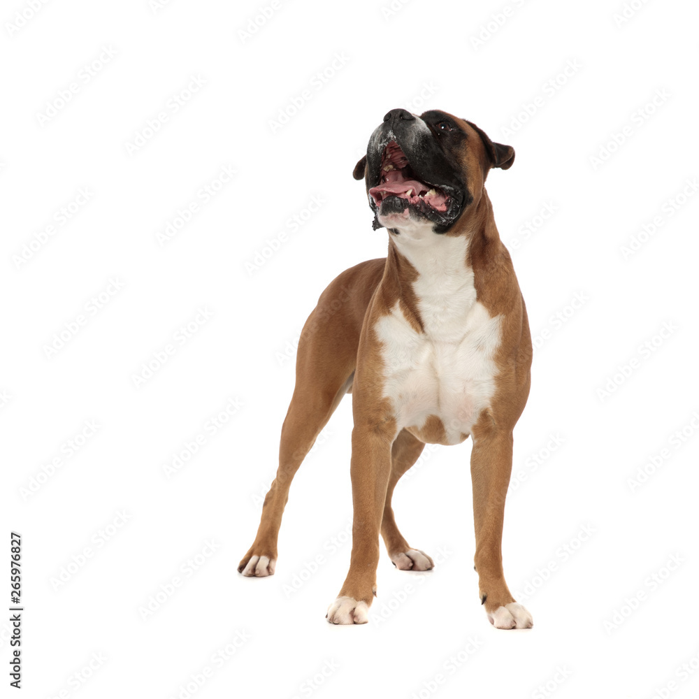 adorable puppy standing on his feet, looking upwards adorable puppy standing on his feet, looking upwards