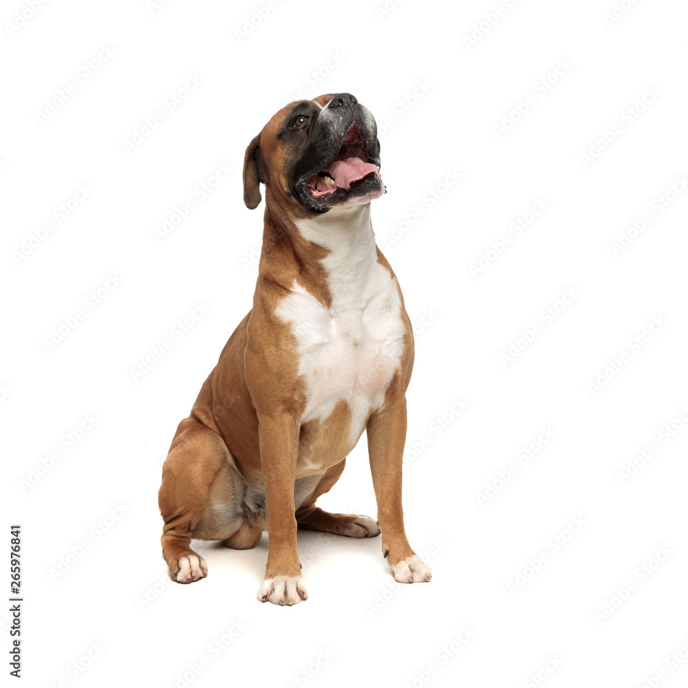 beutiful boxer relaxing by sitting on his rear paws
