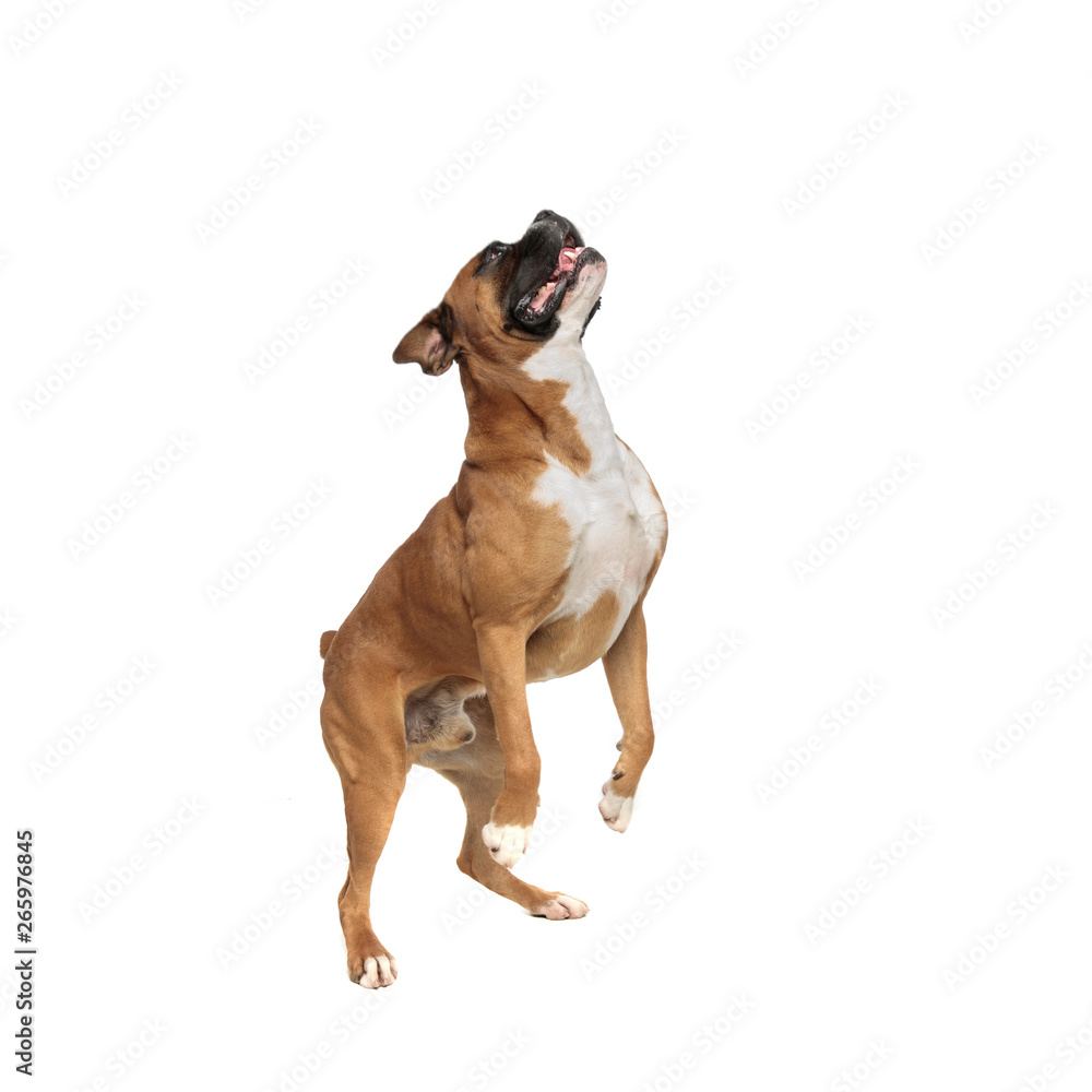 eager playful little boxer standing on his rear paws eager playful little boxer standing on his rear paws
