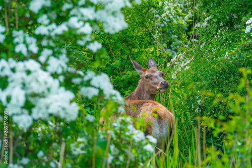Roe deer eating white blossoms of a bush in a field in spring