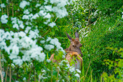 Roe deer eating white blossoms of a bush in a field in spring