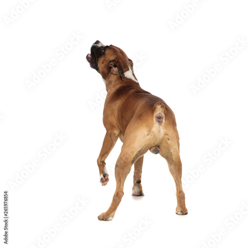 beutiful boxer captured from behind