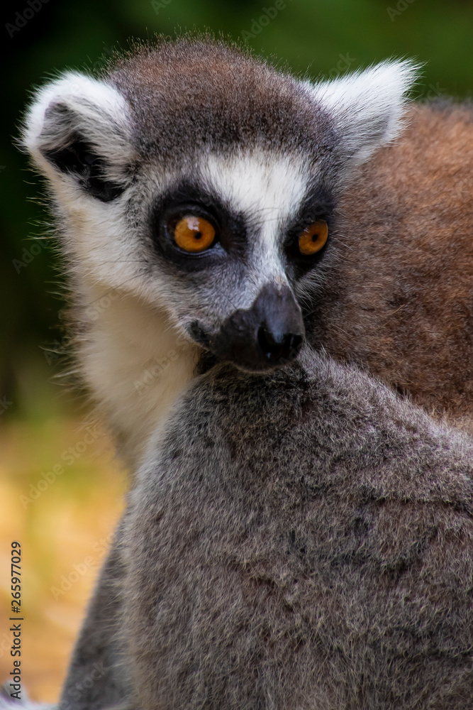 Obraz premium Lemure