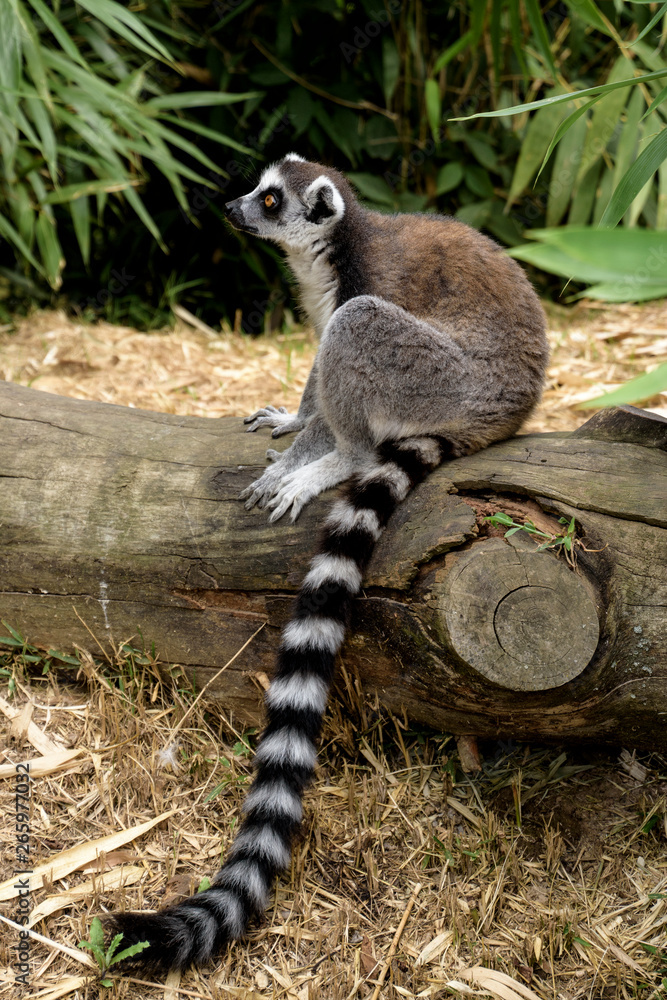 Fototapeta premium Lemure
