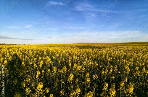 Canola Oilseed plants in farm agricultural field, panorama