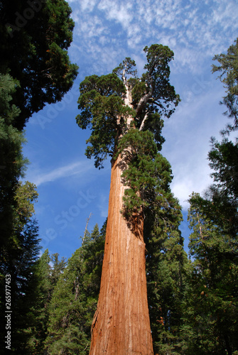 Giant Sequoia Tree in Mariposa Grove in Yosemite National Park © mikesch112