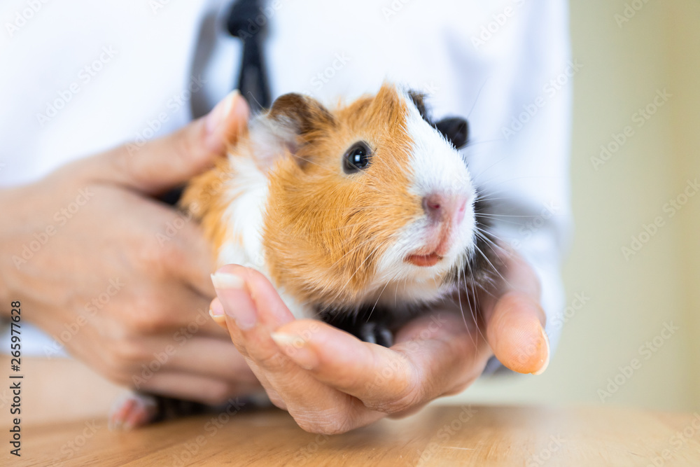 Guinea pig with 3 colors mix - look at camera while on girl hand in studio white tone Guinea pig with 3 colors mix - look at camera while on girl hand in studio white tone