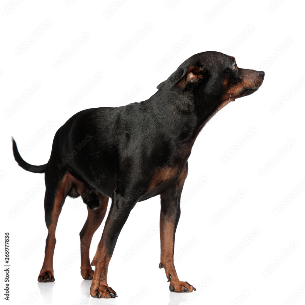 Good looking dog standing and looking at a side Good looking dog standing and looking at a side