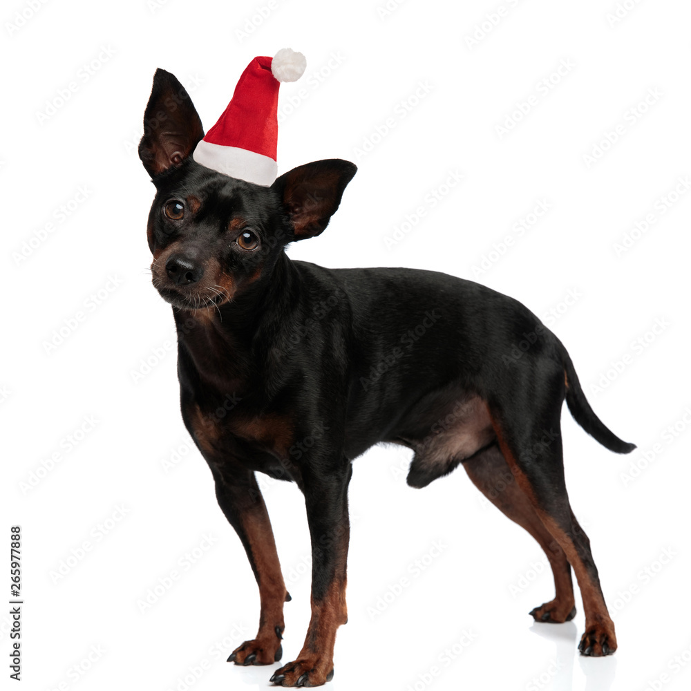 Santa puppy posing on white background Santa puppy posing on white background