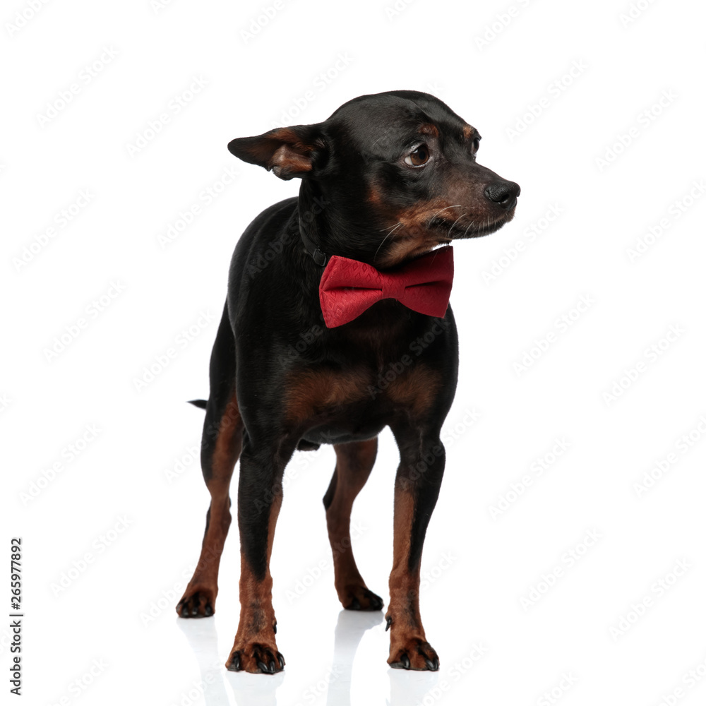Elegant little dog looking scared to a side Elegant little dog looking scared to a side