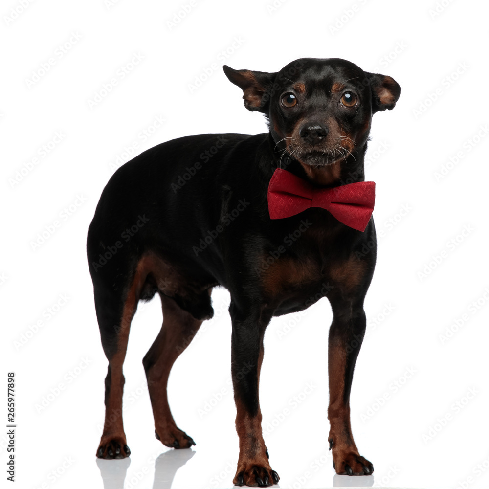 Adorable puppy wearing a red bowtie looking at the camera