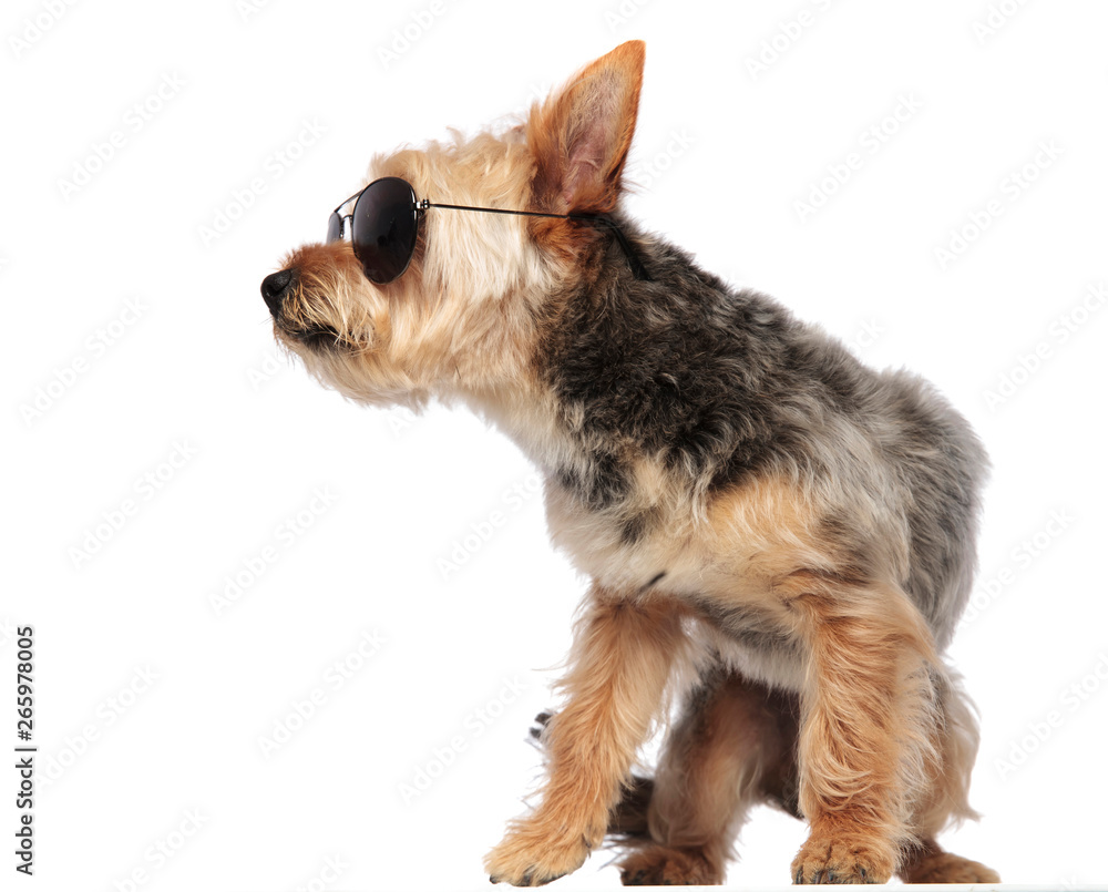 Yorkshire Terrier wearing sunglasses looking sideways Yorkshire Terrier wearing sunglasses looking sideways