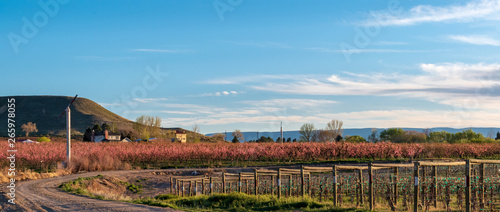 Orchards and Vineyards in Palisade, Colorado