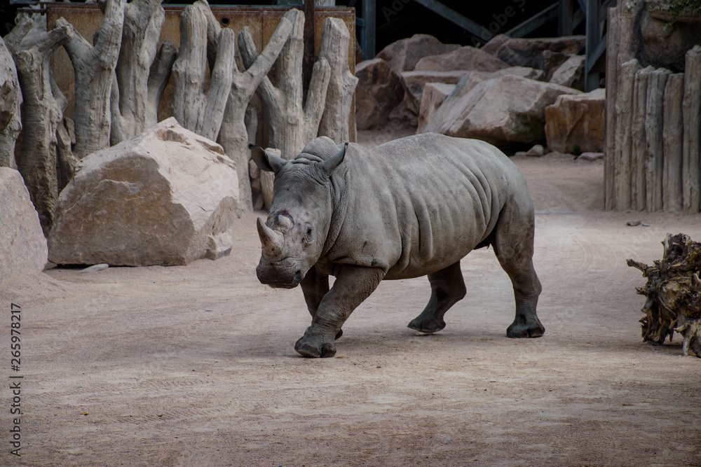 Fototapeta premium Rinoceronte