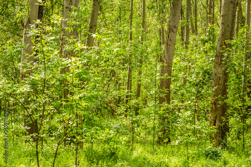 The forest along the river Danube in the dry part of the year near the town of Novi Sad 