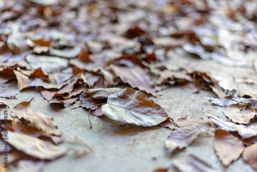 Dry leaves on cement floor Dry leaves on cement floor