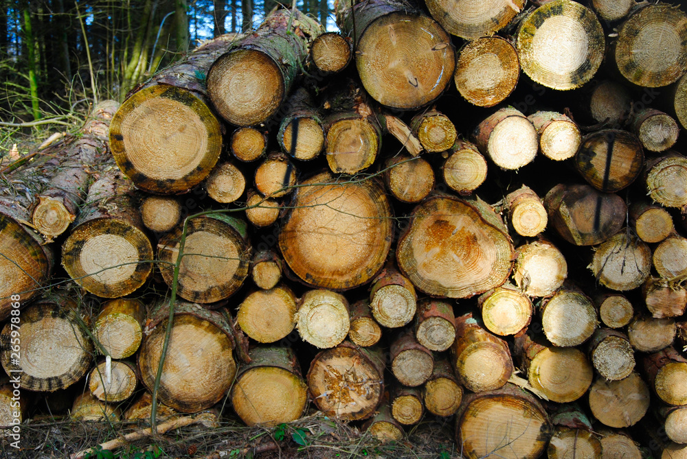 Stack cutted tree trunk laying in a row in the forest near the river moselle in Germany. Stack cutted tree trunk laying in a row in the forest near the river moselle in Germany.