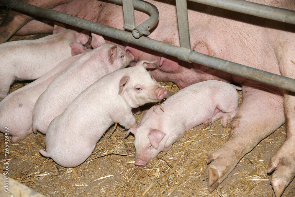Little pigs sleeping after suckling in the barn indoors Little pigs sleeping after suckling in the barn indoors
