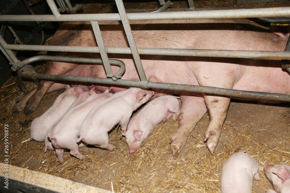 Little pigs sleeping after suckling in the barn indoors Little pigs sleeping after suckling in the barn indoors