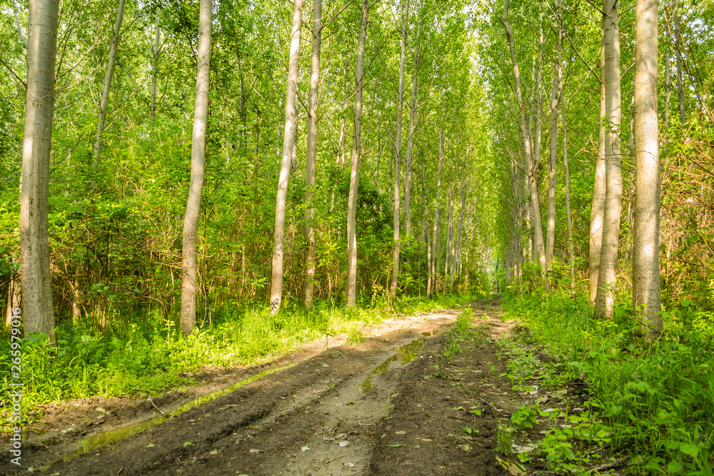 Fototapeta premium The forest along the river Danube in the dry part of the year near the town of Novi Sad 