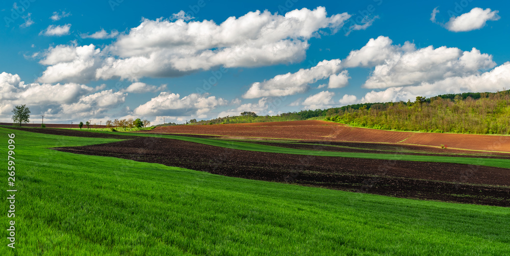 Spring green field agriculture land white puffy clouds 