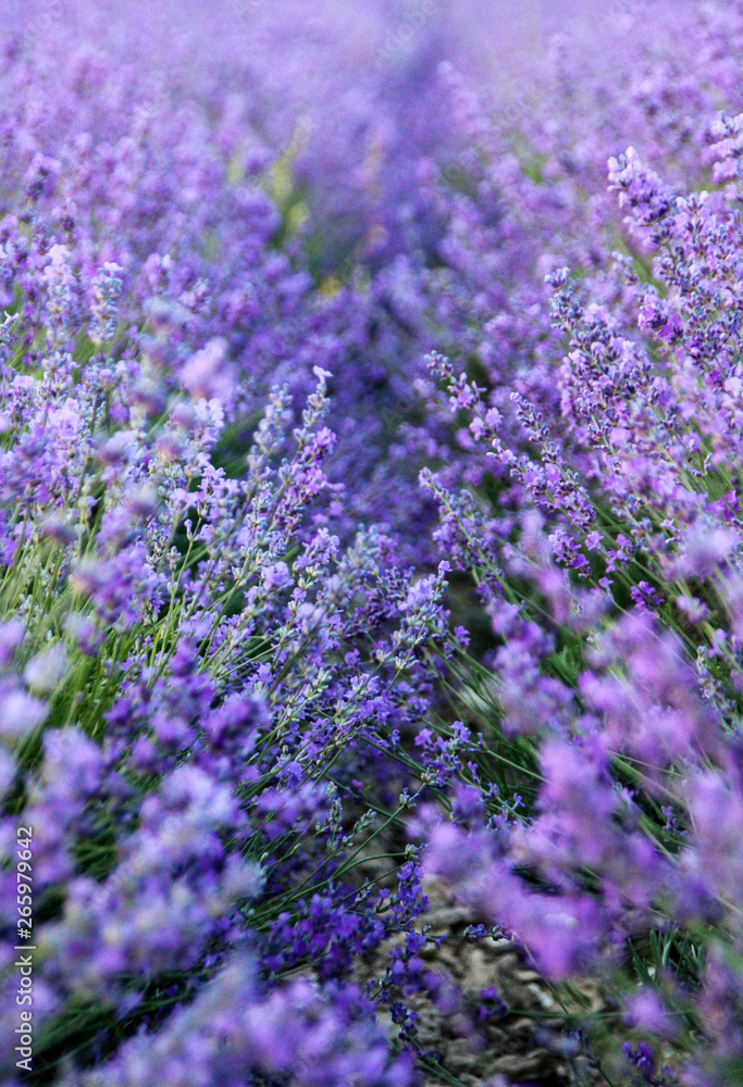 Vibrant violet lavender field background Vibrant violet lavender field background