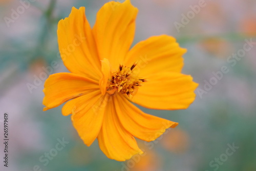 Orange Flower